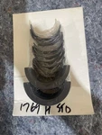 Set Of Clevite 77 CB-1769 Std Main Bearing Mahle Nascar Nhra Nos 283. Fixed Price $150.00.
